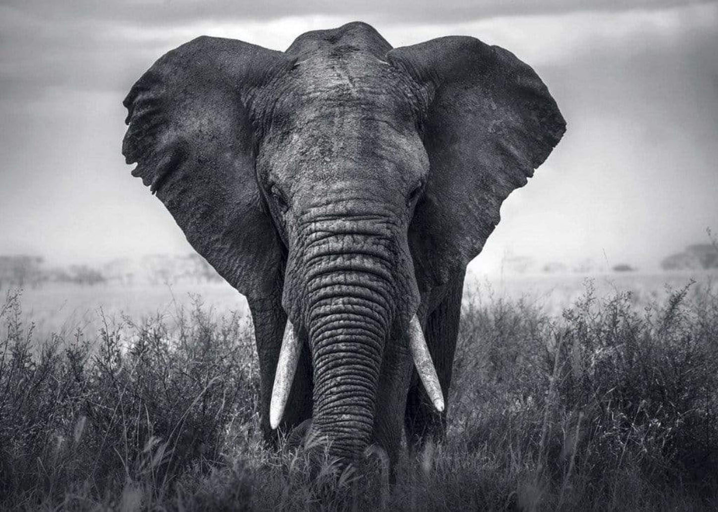 Braun Studio Eléphant Kunstdruk 70x50cm | Posters.nl