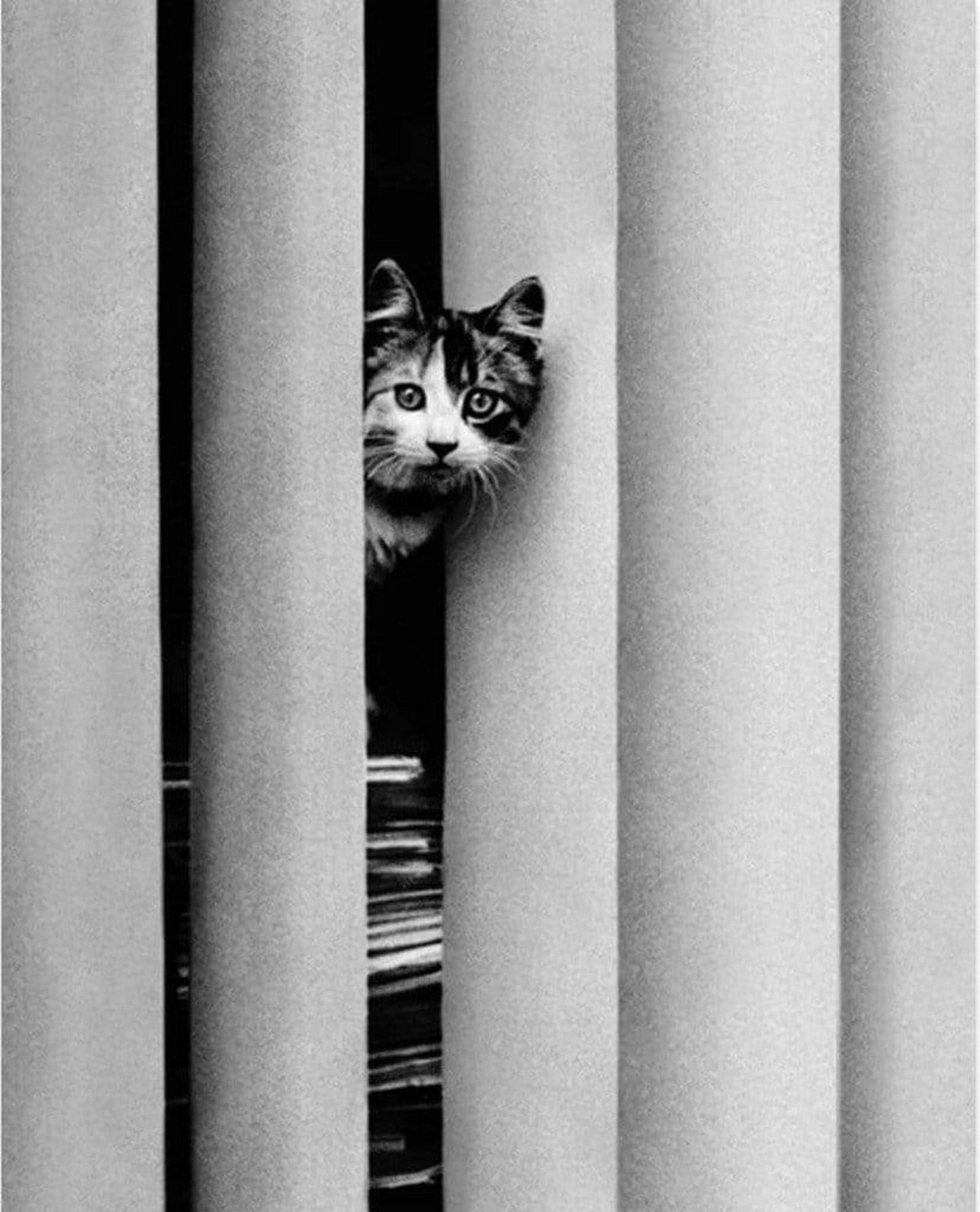 Golbin Curious Cat Kunstdruk 40x50cm | Posters.nl