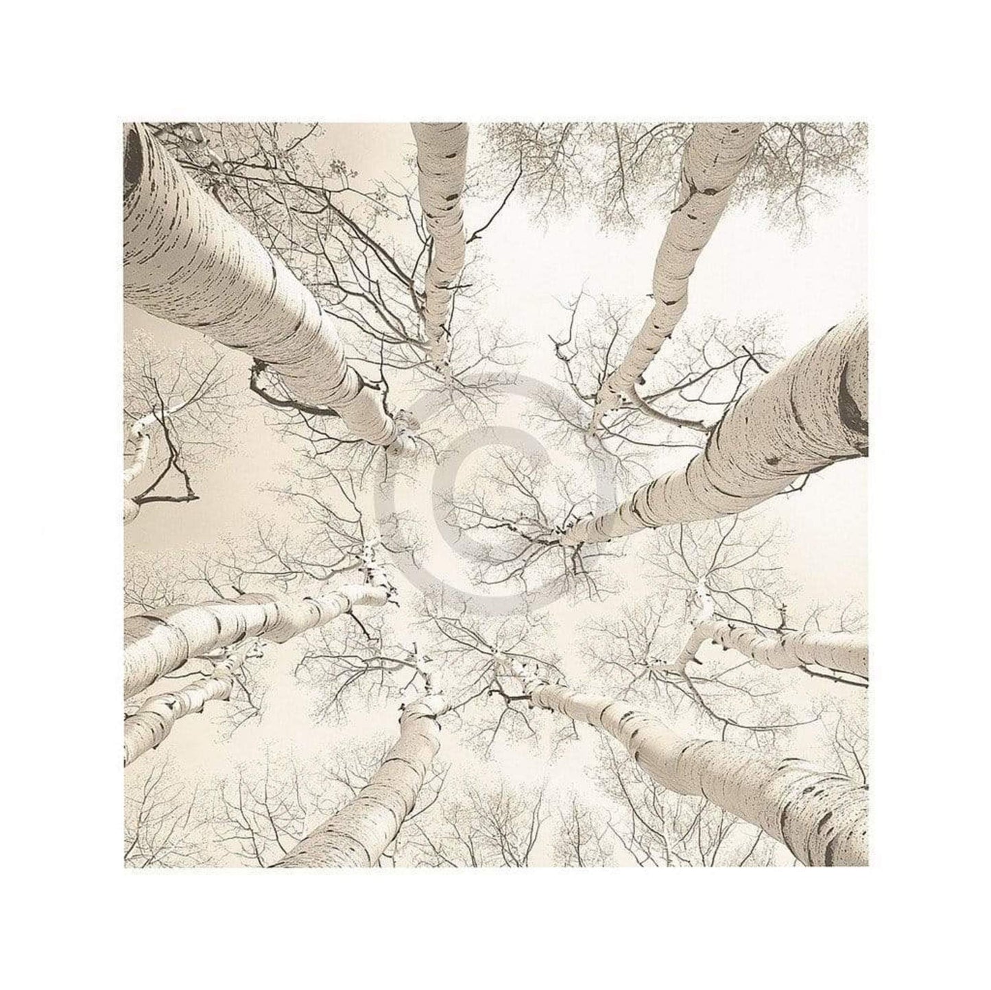 Adam Brock Silver Birch Kunstdruk 51x51cm | Posters.nl