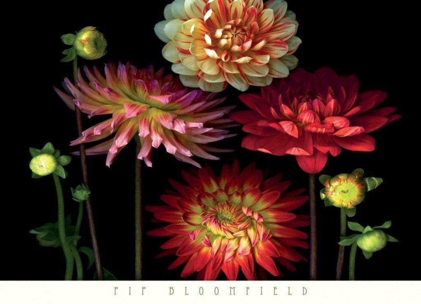 Pip Bloomfield Dahlia Garden Kunstdruk 91x66cm | Posters.nl