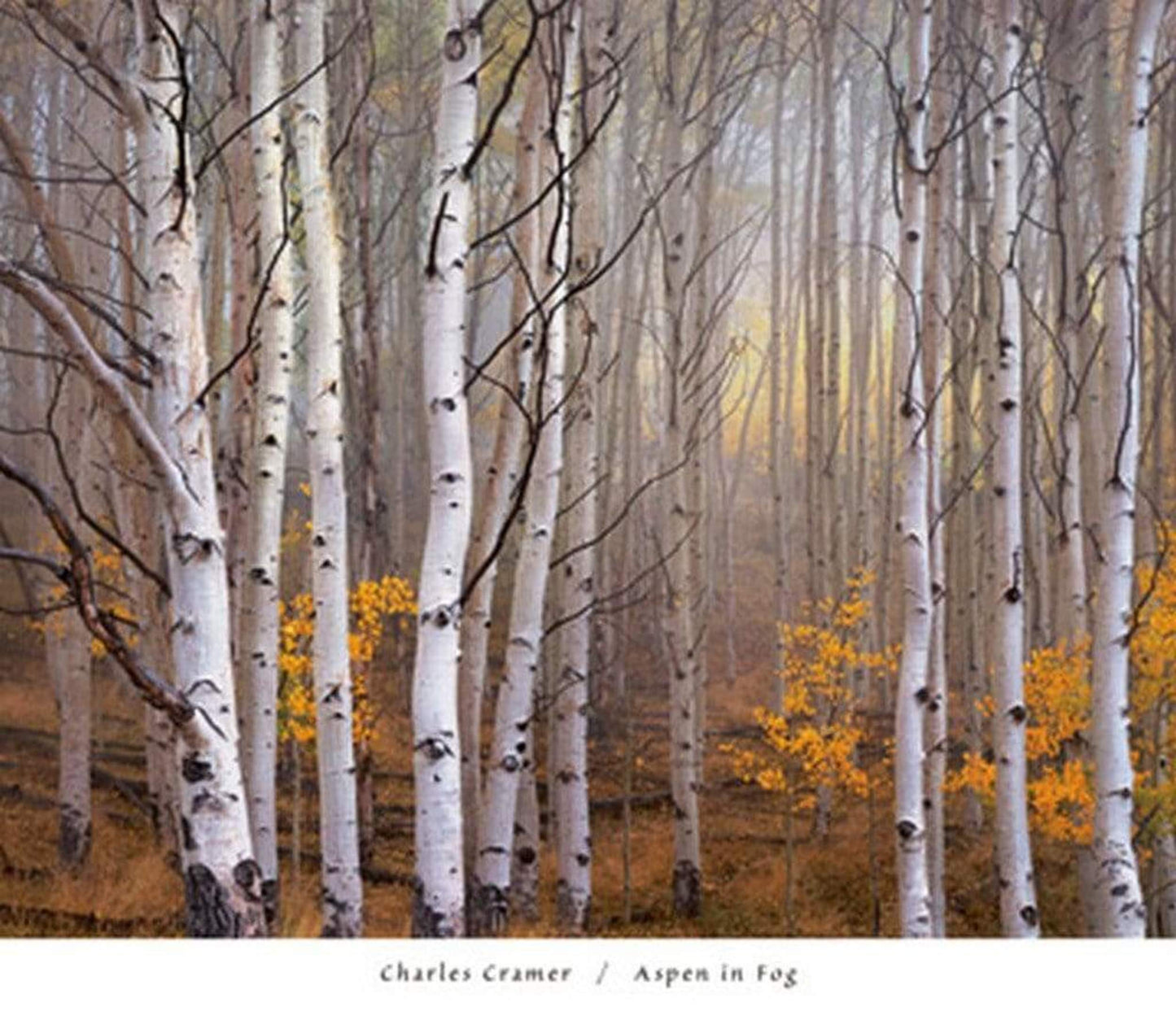 Charles Cramer Aspen in Fog Kunstdruk 76x66cm | Posters.nl