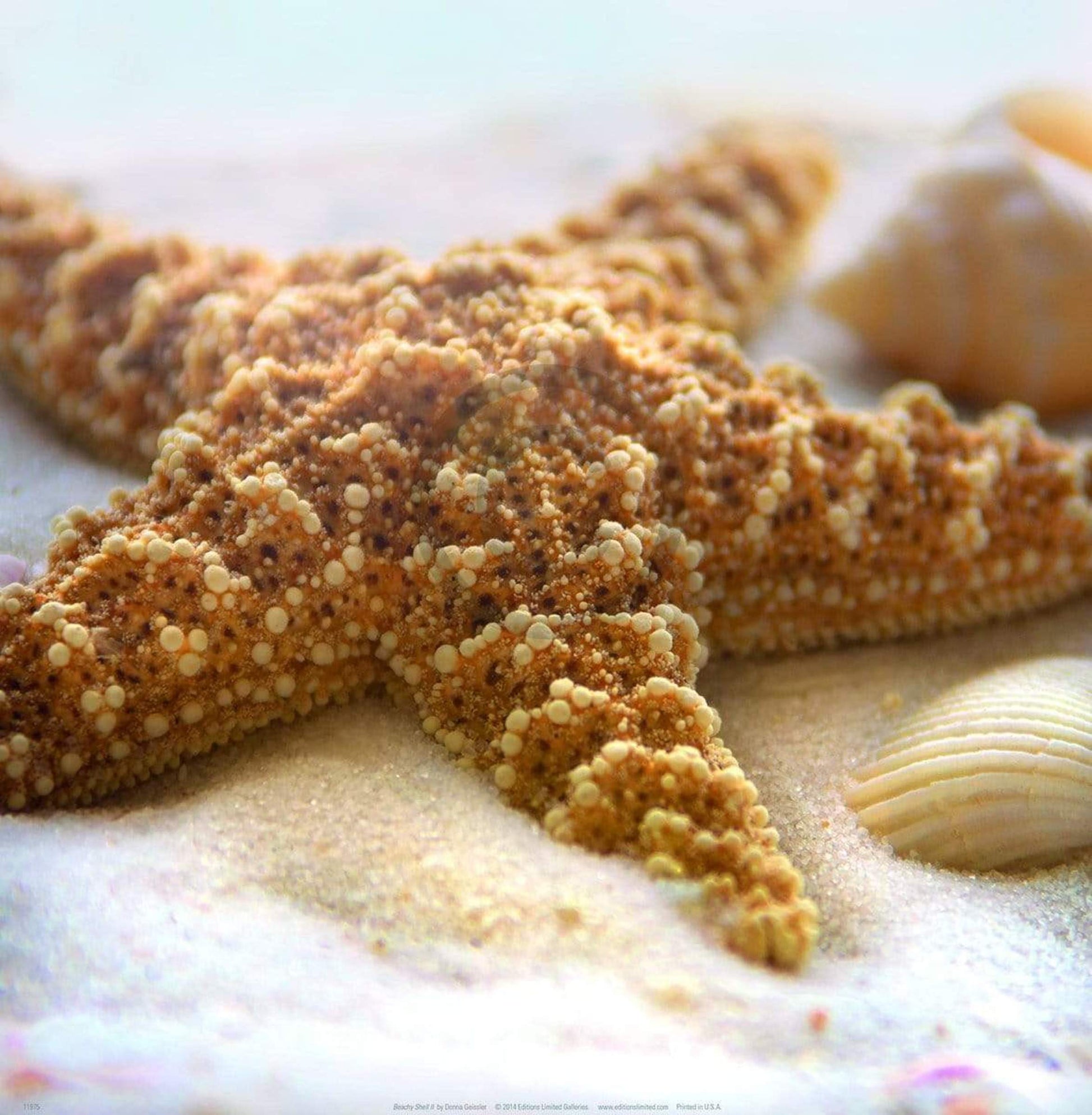 Donna Geissler  Beach Shell II Kunstdruk 30x30cm | Posters.nl