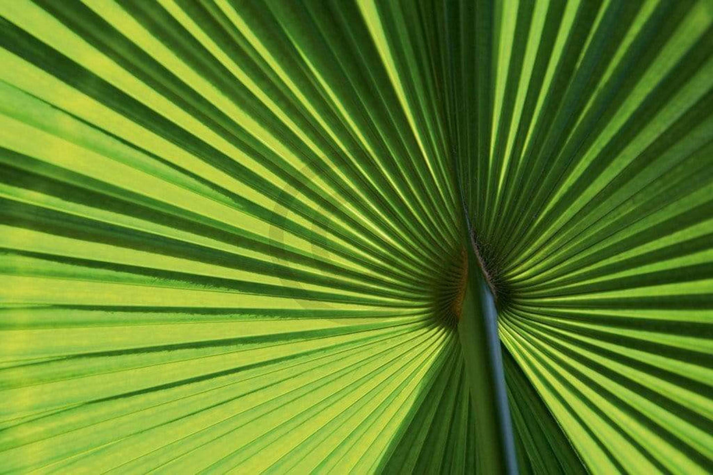 Ortwin Klipp Leaf 1 Kunstdruk 70x50cm | Posters.nl