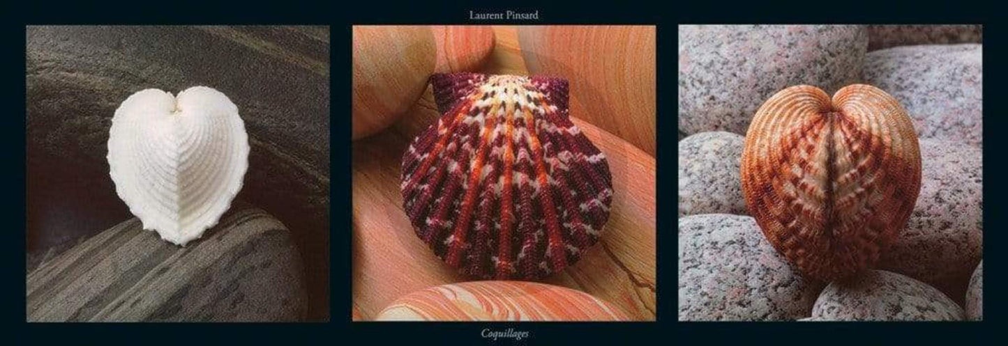 Laurent Pinsard Coquillages Kunstdruk 95x33cm | Posters.nl