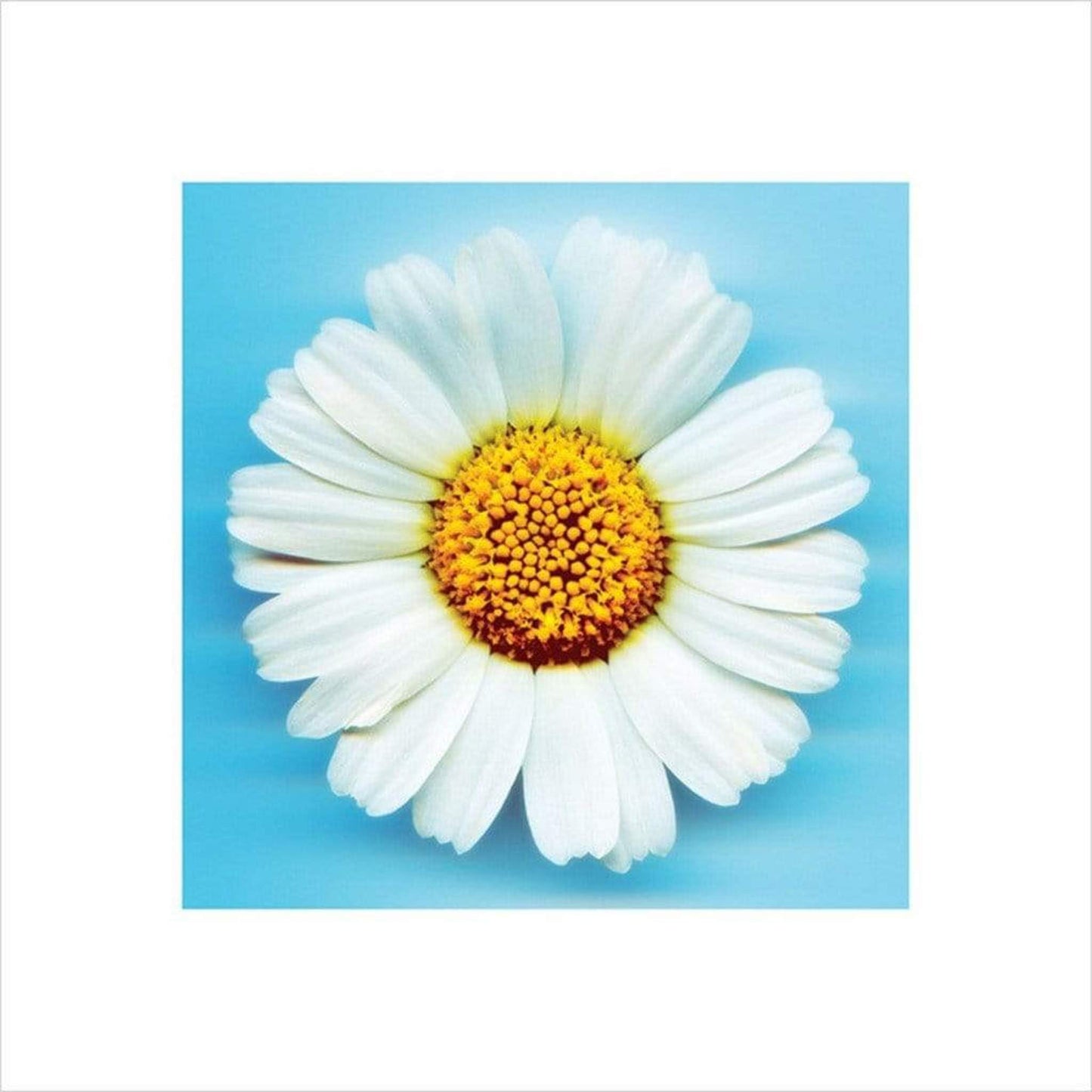 Pyramid Big Daisy Kunstdruk 40x40cm | Posters.nl