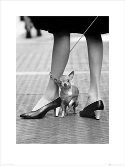 Kunstdruk Time Life - Chihuahua 60x80cm