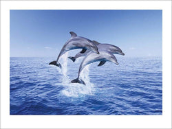 Kunstdruk Dolphin Trio 50x40cm