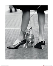 Kunstdruk Time Life Chihuahua 40x50cm Pyramid PPR43242 | Posters.nl