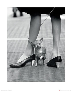 Kunstdruk Time Life Chihuahua 40x50cm Pyramid PPR43242 | Posters.nl