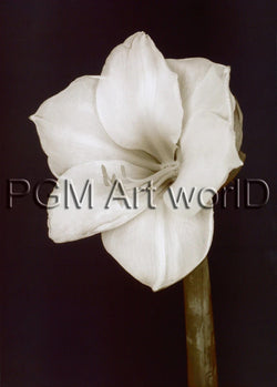 PGM FTP 17 Prades Fabregat Bora Bora Flower II Kunstdruk 50x70cm | Posters.nl