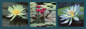 PGM PDL 33 Laurent Pinsard Nenuphars Kunstdruk 95x33cm | Posters.nl