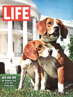 pyramid ppr54150 time life beagles kunstdruk 30x40cm | Posters.nl