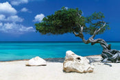 GBeye Tom Mackie Divi Divi Tree Poster 91,5x61cm | Posters.nl