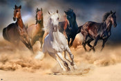 Grupo Erik GPE5031 Five Horses Poster 91,5X61cm | Posters.nl
