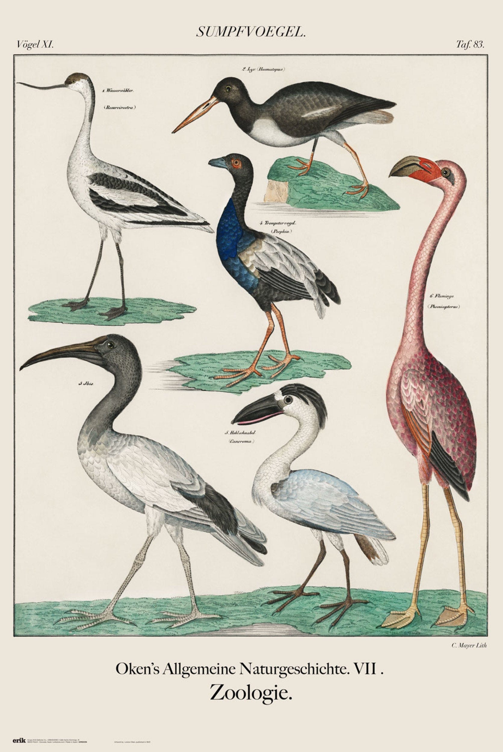 Grupo Erik GPE5539 Vintage Birds Poster 61X91,5cm | Posters.nl