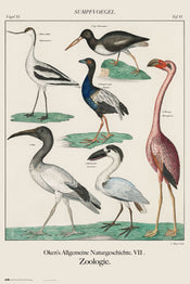 Grupo Erik GPE5539 Vintage Birds Poster 61X91,5cm | Posters.nl