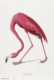 Grupo Erik GPE5541 American Flamingo Poster 61X91,5cm | Posters.nl