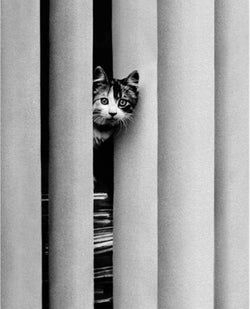 Golbin  Curious Cat Kunstdruk 40x50cm | Posters.nl