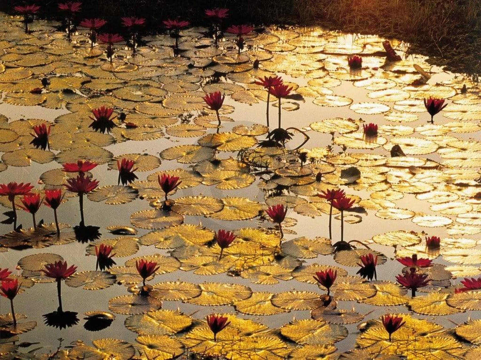 Bruno Baumann  Lotus Pond Kunstdruk 80x60cm | Posters.nl