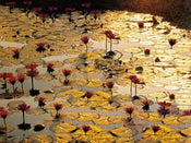 Bruno Baumann  Lotus Pond Kunstdruk 80x60cm | Posters.nl