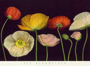 Pip Bloomfield  Poppy Garden I Kunstdruk 91x66cm | Posters.nl