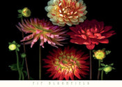 Pip Bloomfield  Dahlia Garden Kunstdruk 91x66cm | Posters.nl