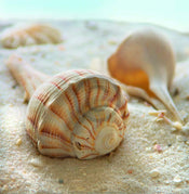 Donna Geissler  Beach Shell III Kunstdruk 30x30cm | Posters.nl