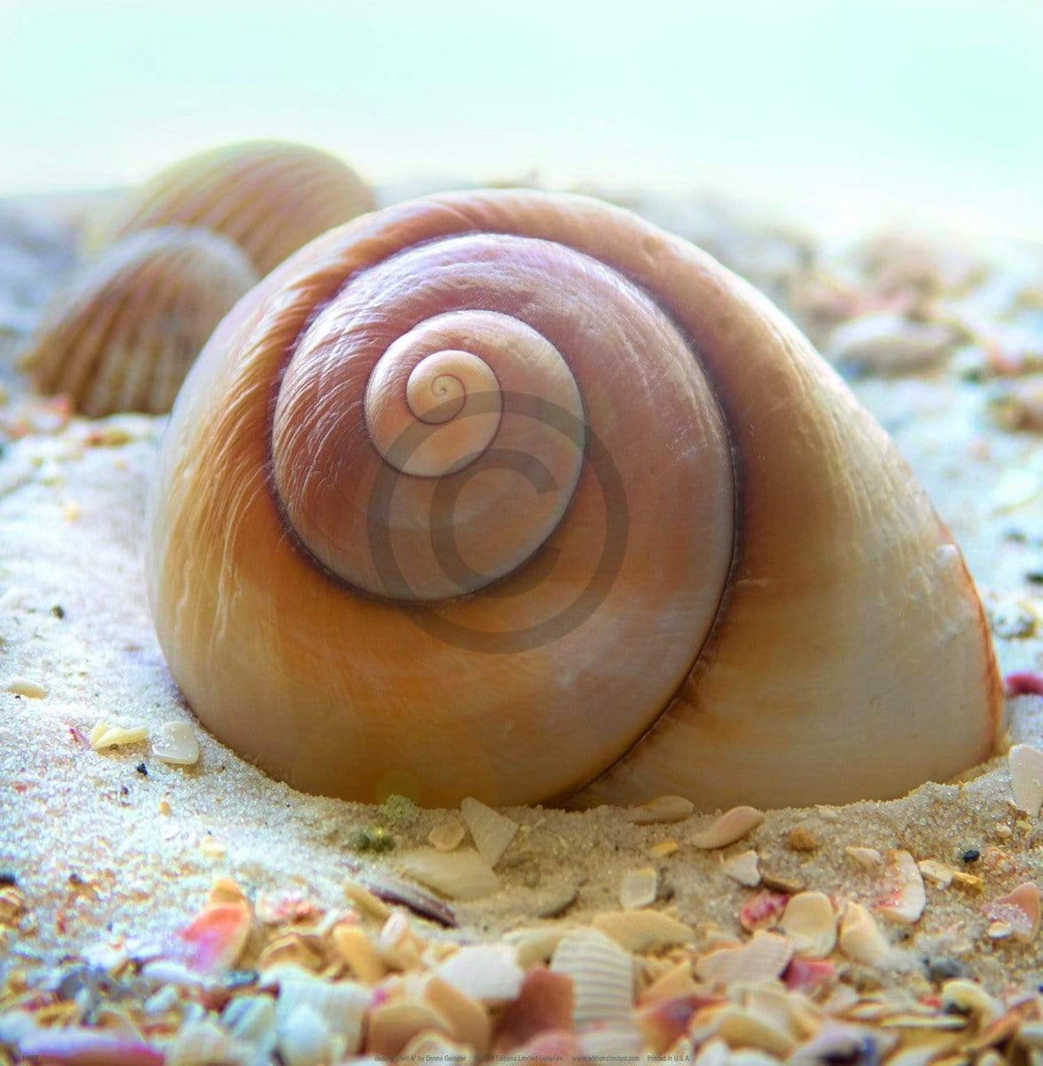 Donna Geissler  Beach Shell IV Kunstdruk 30x30cm | Posters.nl