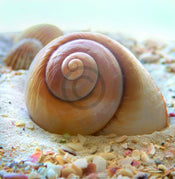 Donna Geissler  Beach Shell IV Kunstdruk 30x30cm | Posters.nl