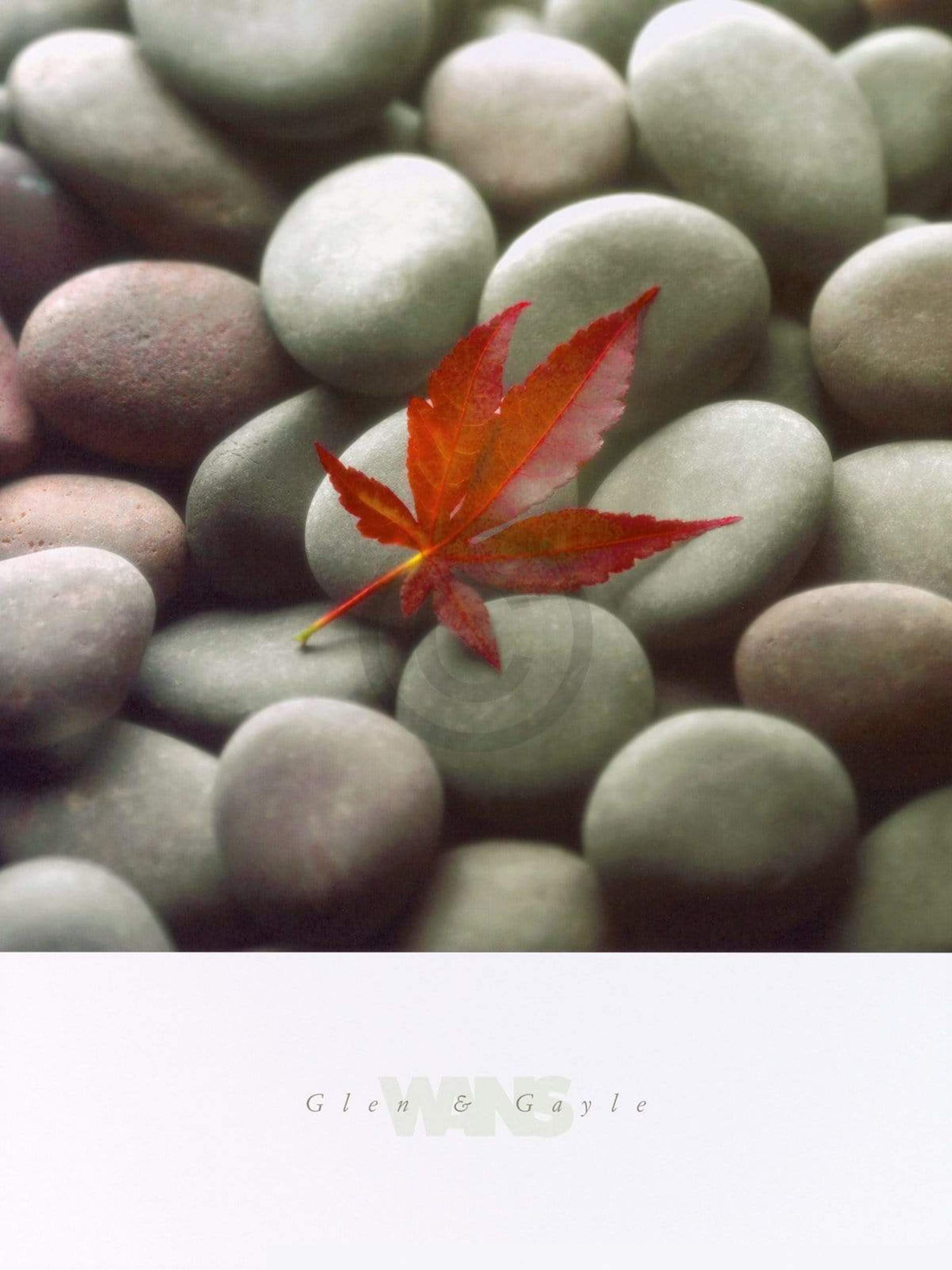 Glen & Gale Wans  Leaf on Stone Kunstdruk 45x61cm | Posters.nl
