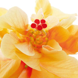 Ingrid Ulmer  Bolero Kunstdruk 50x50cm | Posters.nl