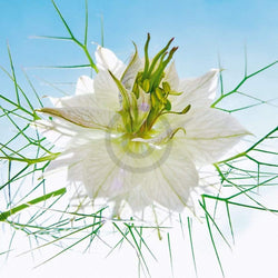 Ingrid Ulmer  Seiltänzer Weiss Kunstdruk 50x50cm | Posters.nl