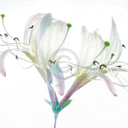 Ingrid Ulmer  Zarte Bande Kunstdruk 50x50cm | Posters.nl