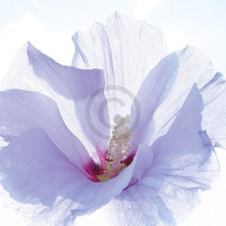 Ingrid Ulmer  Ballerina Kunstdruk 50x50cm | Posters.nl