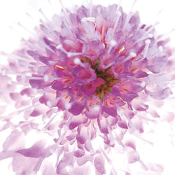 Ingrid Ulmer  Murano Kunstdruk 50x50cm | Posters.nl