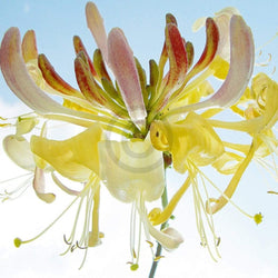 Ingrid Ulmer  Ballet Kunstdruk 50x50cm | Posters.nl