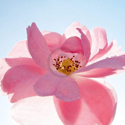 Ingrid Ulmer  Schwingung Kunstdruk 50x50cm | Posters.nl