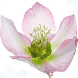 Ingrid Ulmer  Schweben Kunstdruk 50x50cm | Posters.nl