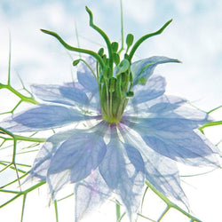 Ingrid Ulmer  Seiltänzer blau Kunstdruk 50x50cm | Posters.nl