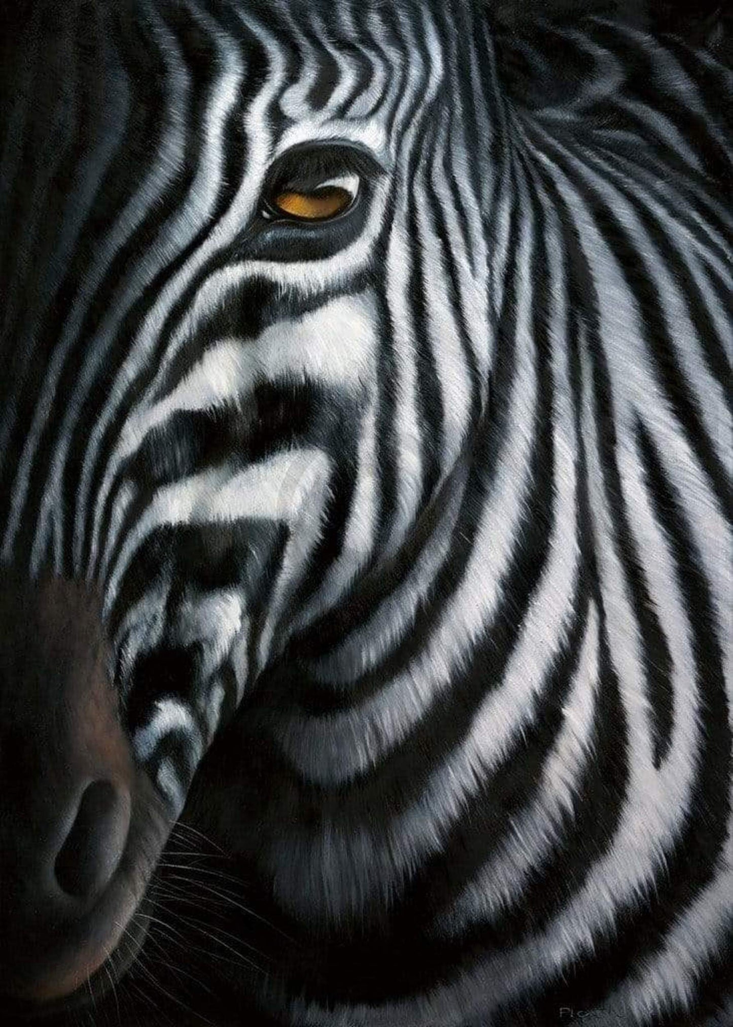 Jutta Plath  Zebra I Kunstdruk 60x80cm | Posters.nl