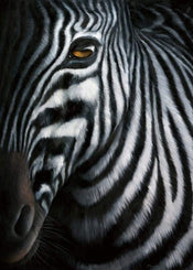 Jutta Plath  Zebra I Kunstdruk 60x80cm | Posters.nl
