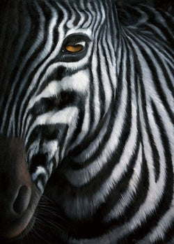 Jutta Plath  Zebra I Kunstdruk 60x80cm | Posters.nl