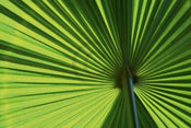 Ortwin Klipp  Leaf 1 Kunstdruk 70x50cm | Posters.nl
