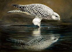 Renato Casaro  Drinking Falcon Kunstdruk 70x50cm | Posters.nl