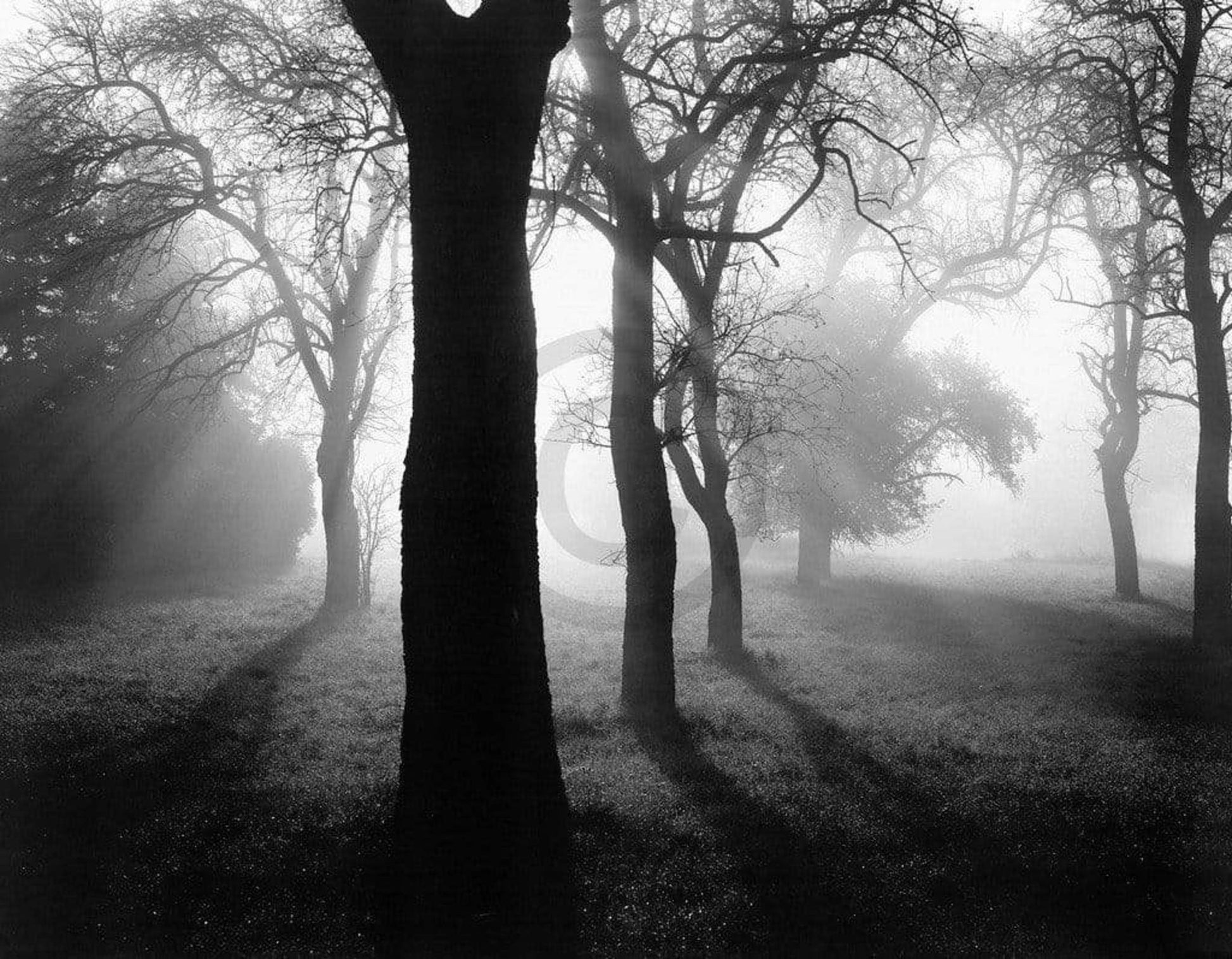 Tom Weber  BÃ¤ume im Nebel I Kunstdruk 90x70cm | Posters.nl