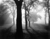 Tom Weber  BÃ¤ume im Nebel I Kunstdruk 90x70cm | Posters.nl