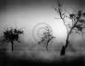 Tom Weber  BÃ¤ume im Nebel II Kunstdruk 90x70cm | Posters.nl