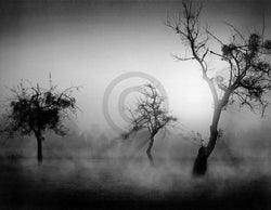 Tom Weber  BÃ¤ume im Nebel II Kunstdruk 90x70cm | Posters.nl