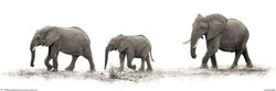 Pyramid Mario Moreno The Elephants Poster 91,5x30,5cm | Posters.nl