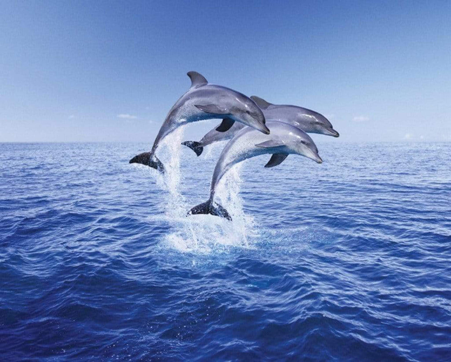 Pyramid Dolphin Trio Poster 50x40cm | Posters.nl